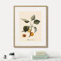 картина: juicy fruit lithography №2, 1870г. в Красноярске