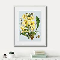 картина: himalaya plants yellow flower, 1869г. в Красноярске