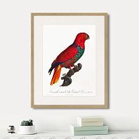 картина: beautiful parrots №9, 1872г. в Красноярске