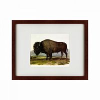 картина: american bison, 1845 в Красноярске