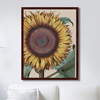 картина: large sunflower (flos solis maior), 1713г. в Красноярске