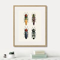 картина: assorted beetles №5, 1735г. в Красноярске