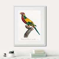 картина: beautiful parrots №7, 1872г. в Красноярске