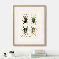 картина: assorted beetles №8, 1735г. в Красноярске