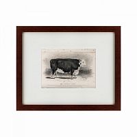 картина: a hereford bull, 1849 в Красноярске