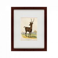 картина: a rusa deer, 1830 в Красноярске