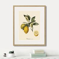 картина: juicy fruit lithography №3, 1870г. в Красноярске