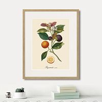 картина: juicy fruit lithography №11, 1870г. в Красноярске