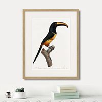 картина: beautiful toucans №4, 1806г. в Красноярске