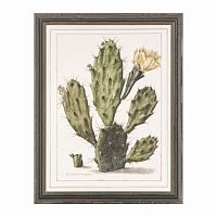 постер opuntia cactus зеленый в Красноярске