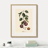 картина: juicy fruit lithography №6, 1870г. в Красноярске