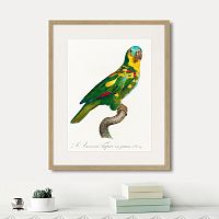 картина: beautiful parrots №11, 1872г. в Красноярске