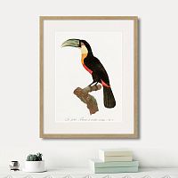 картина: beautiful toucans №1, 1806г. в Красноярске