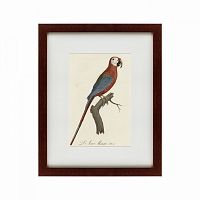 картина: ara macao (scarlet macaw), 1801 в Красноярске