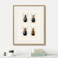 картина: assorted beetles №4, 1735г. в Красноярске