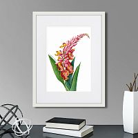 картина: caribian flora pink alpinia, 1740г. в Красноярске