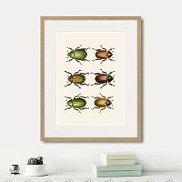 картина: assorted beetles №11, 1735г. в Красноярске