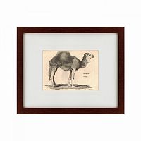 картина: arabian camel, 1809 в Красноярске