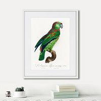 картина: beautiful parrots №4, 1872г. в Красноярске