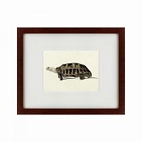 картина: a hand-painted illustration of an elongated tortoise, 1873 в Красноярске