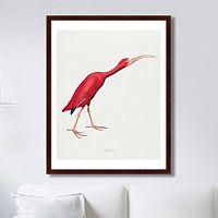 картина: scarlet ibis, 1827г. в Красноярске