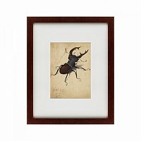 картина: stag beetle, 1505 в Красноярске