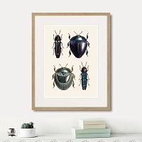 картина: assorted beetles №1, 1735г. в Красноярске