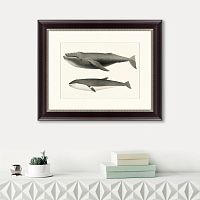 картина: humpback whale (megaptera versabilis), 1859 в Красноярске