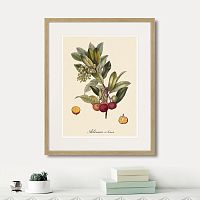 картина: juicy fruit lithography №4, 1870г. в Красноярске