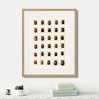 картина: assorted beetles №2, 1735г. в Красноярске