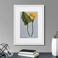 картина: yellow arum lily, 1899г. в Красноярске