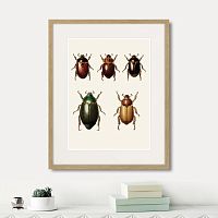 картина: assorted beetles №7, 1735г. в Красноярске