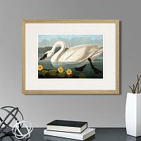 картина: common american swan (white), 1838г. в Красноярске