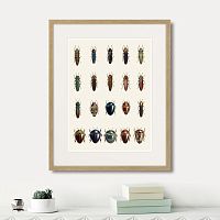 картина: assorted beetles №3, 1735г. в Красноярске