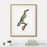 картина: beautiful toucans №3, 1806г. в Красноярске