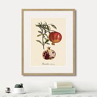 картина: juicy fruit lithography №7, 1870г. в Красноярске