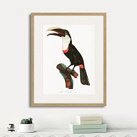 картина: beautiful toucans №2, 1806г. в Красноярске