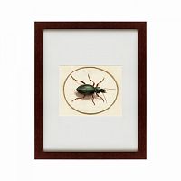 картина: beetle, 1700 в Красноярске