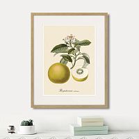 картина: juicy fruit lithography №10, 1870г. в Красноярске