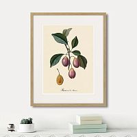 картина: juicy fruit lithography №9, 1870г. в Красноярске